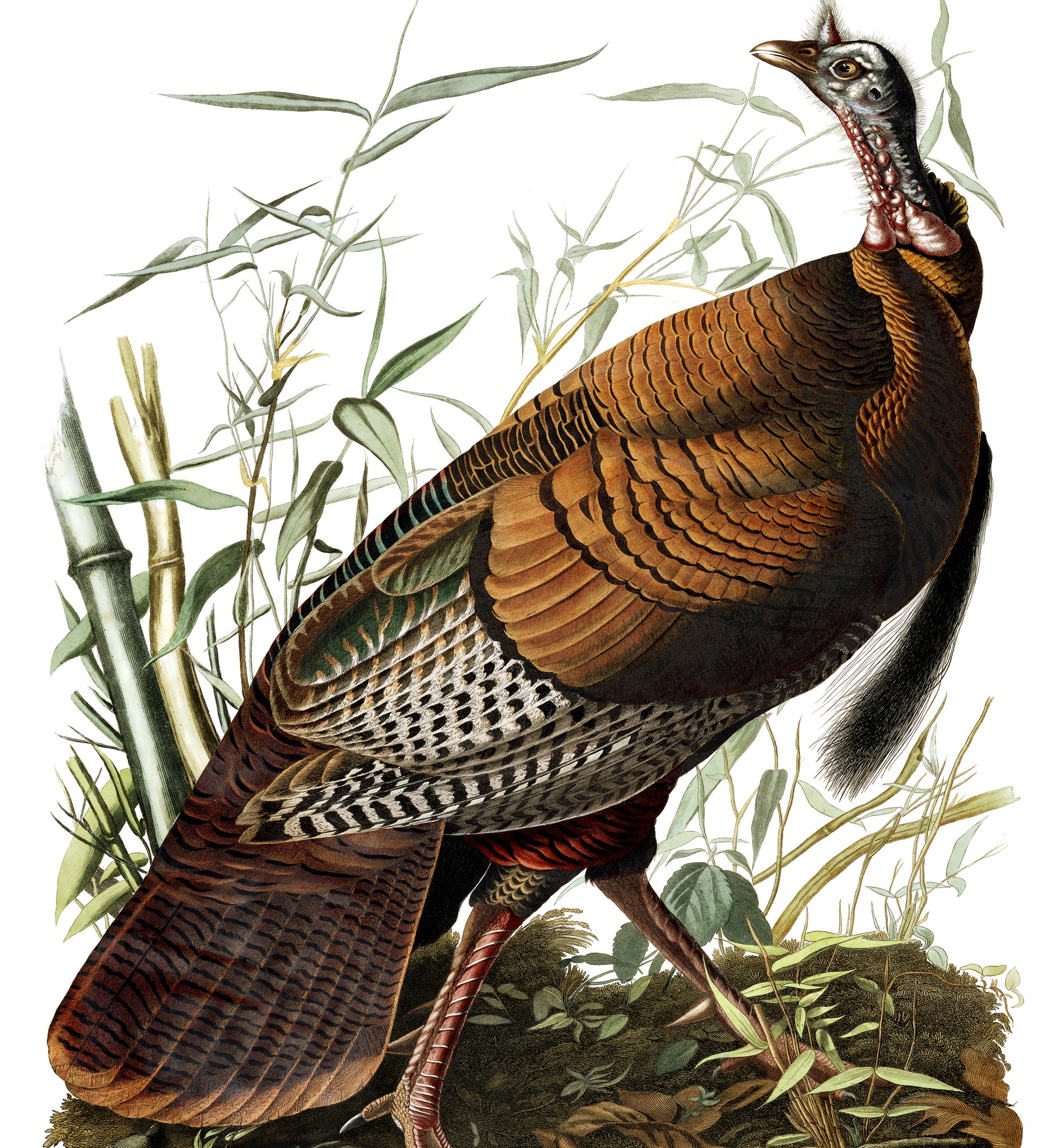 Wild Turkey