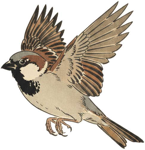 House Sparrow