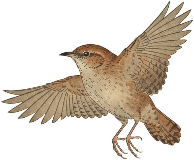 Northern House Wren