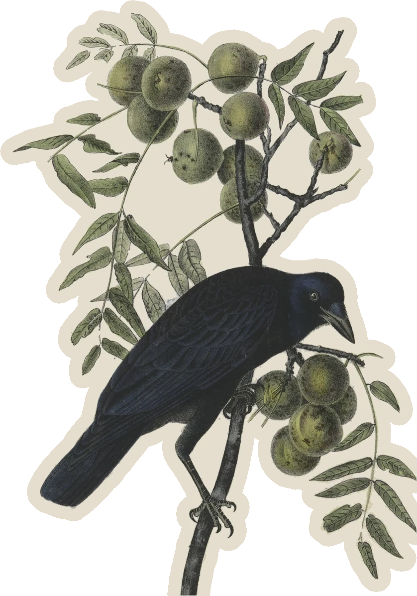 American Crow