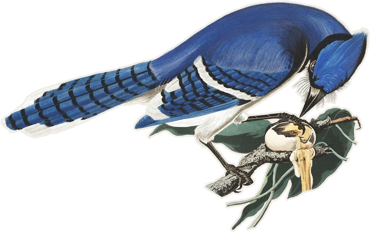Blue Jay