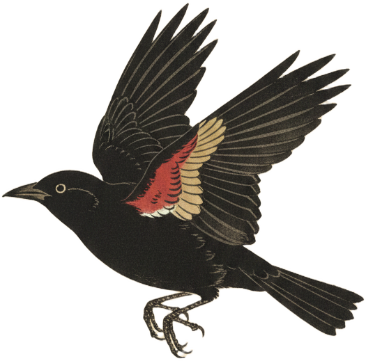 Red-winged Blackbird
