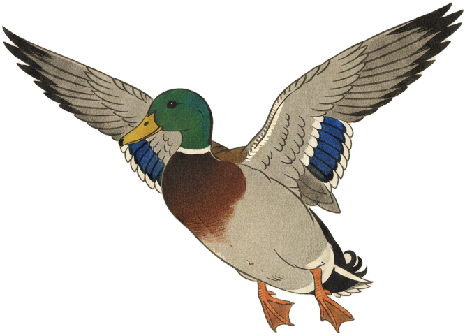 Mallard