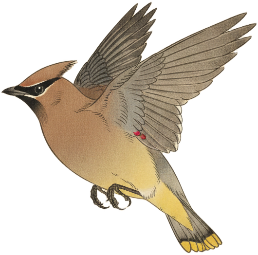 Cedar Waxwing