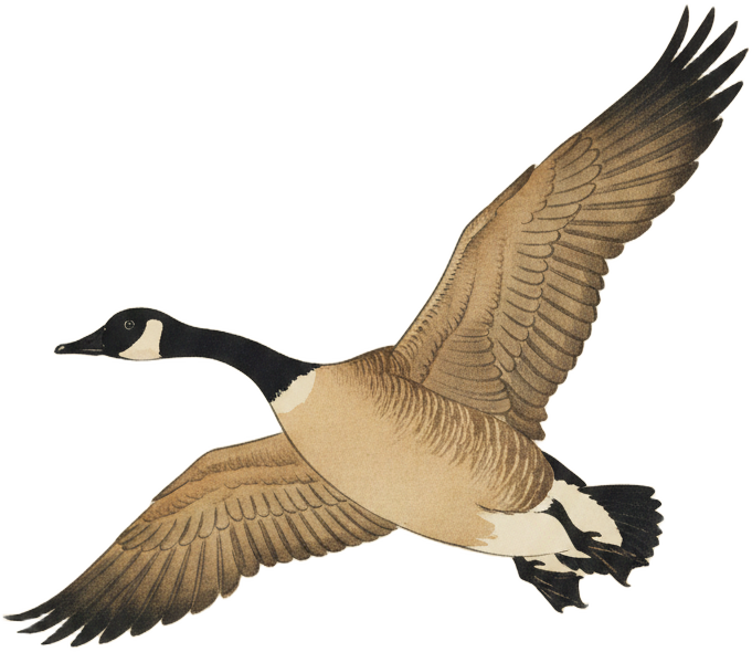 Canada Goose