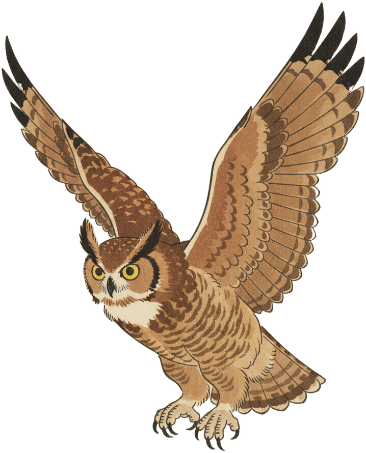 Great Horned Owl