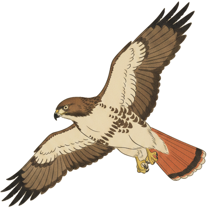 Red-tailed Hawk