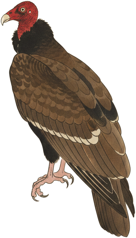 Turkey Vulture