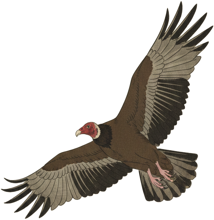 Turkey Vulture