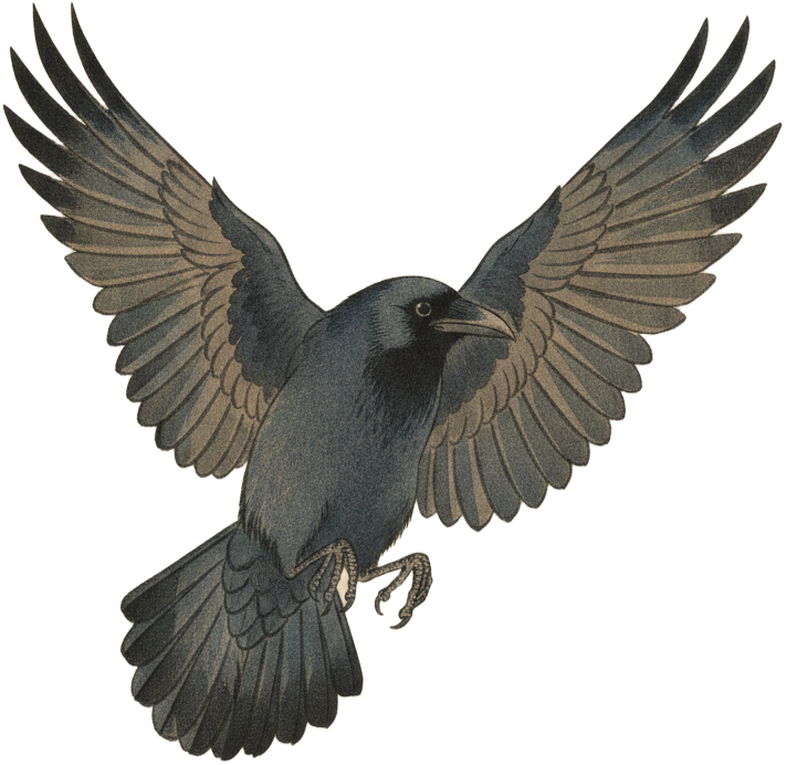 American Crow