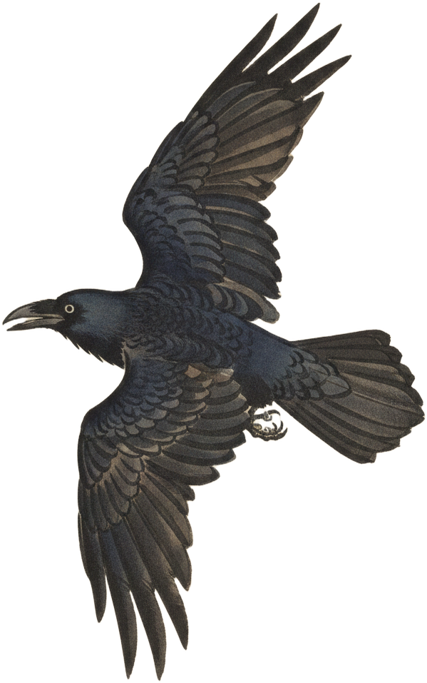 Common Raven