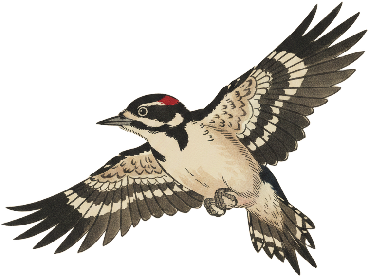 Downy Woodpecker