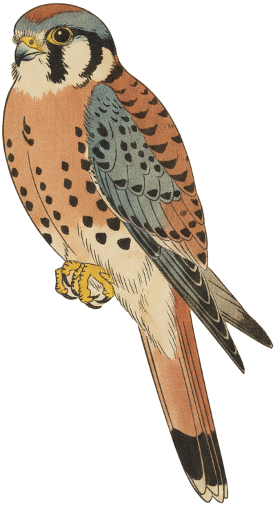 American Kestrel