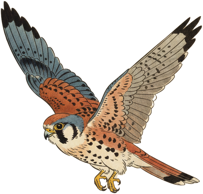 American Kestrel