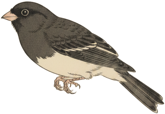 Dark-eyed Junco