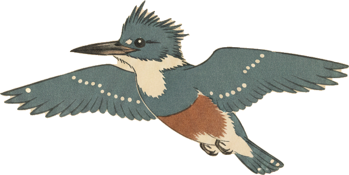 Belted Kingfisher