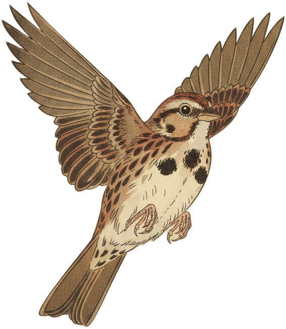 Song Sparrow