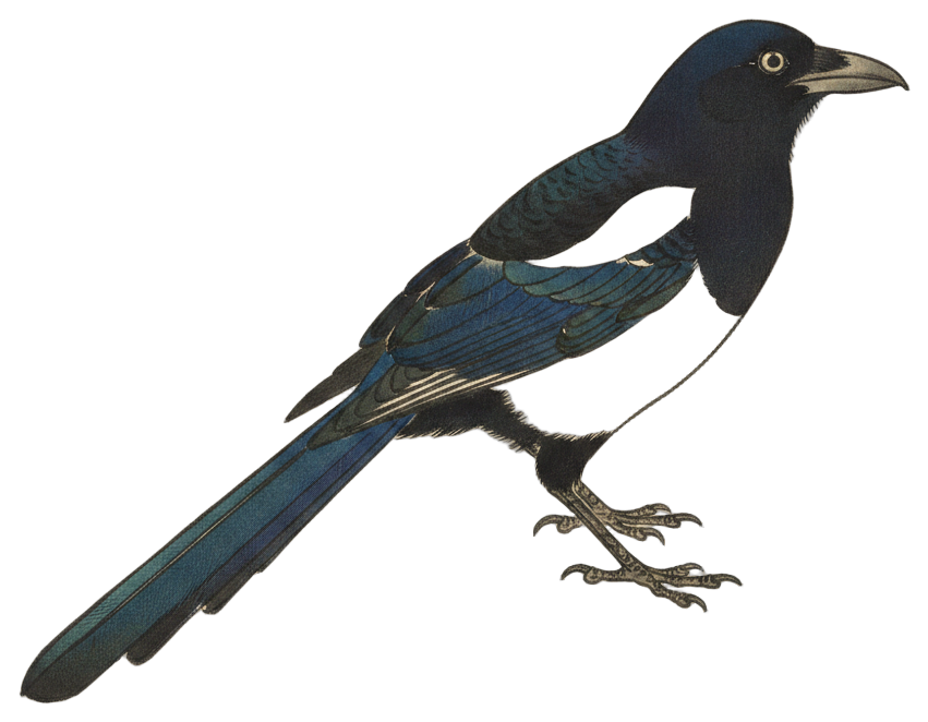 Black-billed Magpie
