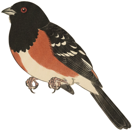 Spotted Towhee