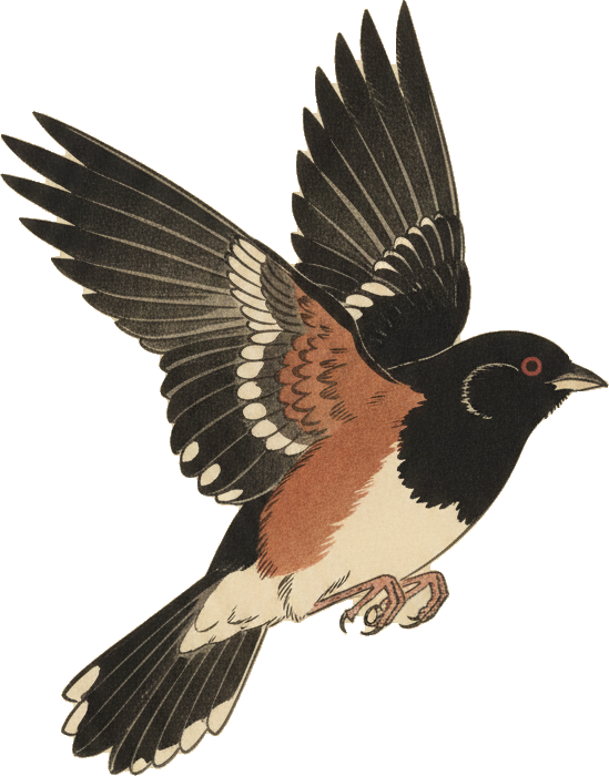 Spotted Towhee