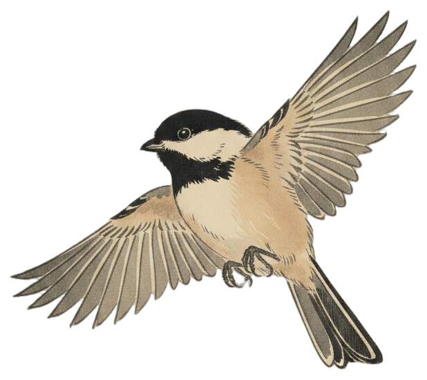 Black-capped Chickadee
