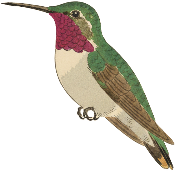 Broad-tailed Hummingbird