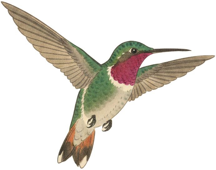 Broad-tailed Hummingbird