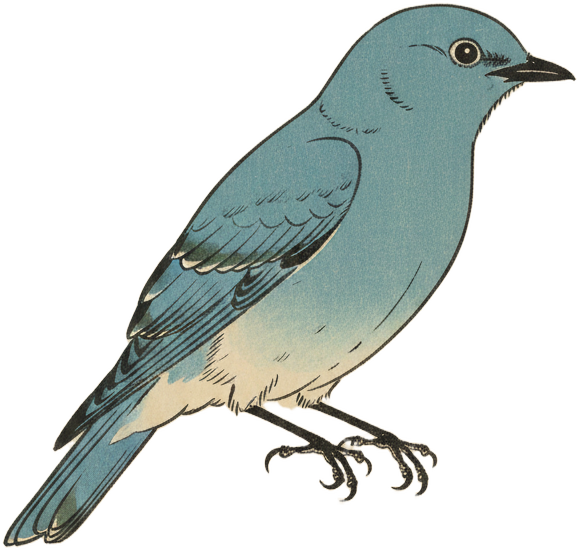 Mountain Bluebird