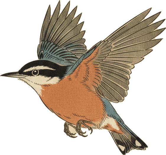 Red-breasted Nuthatch
