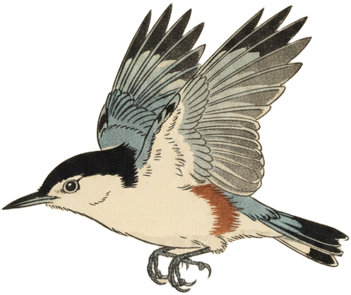 White-breasted Nuthatch