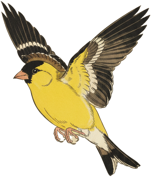 American Goldfinch
