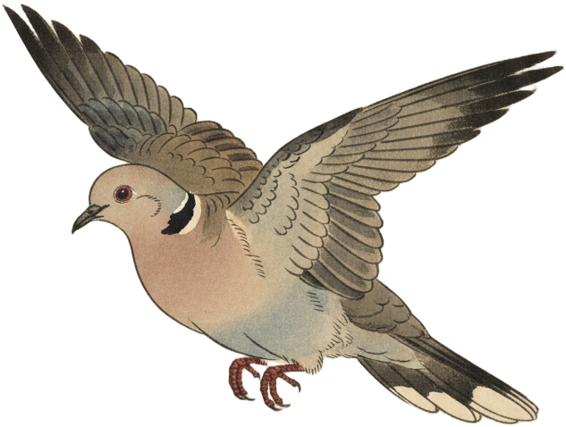 Eurasian Collared-Dove