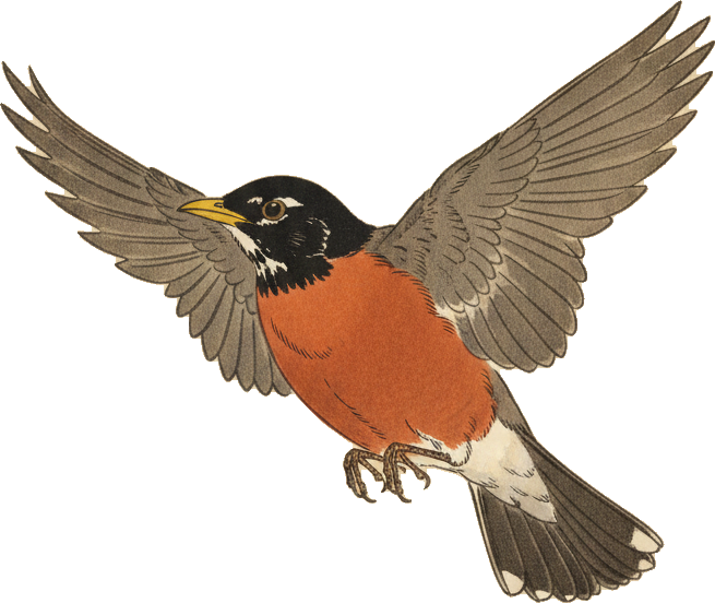 American Robin