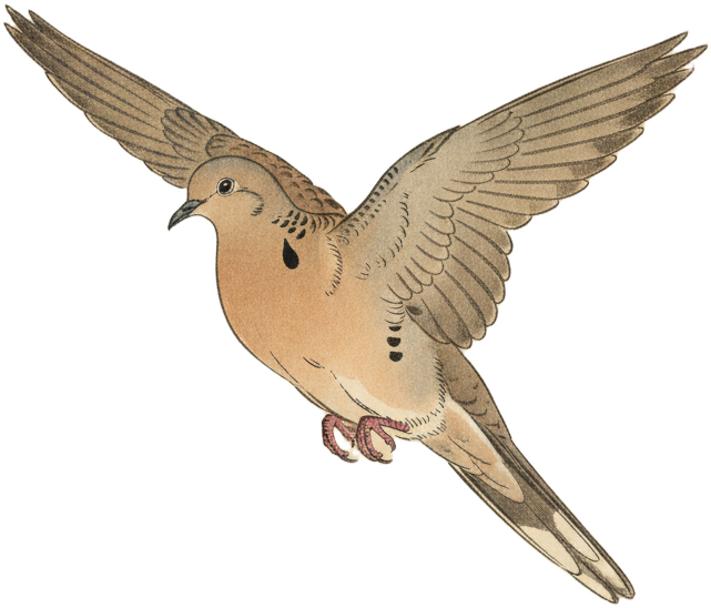 Mourning Dove