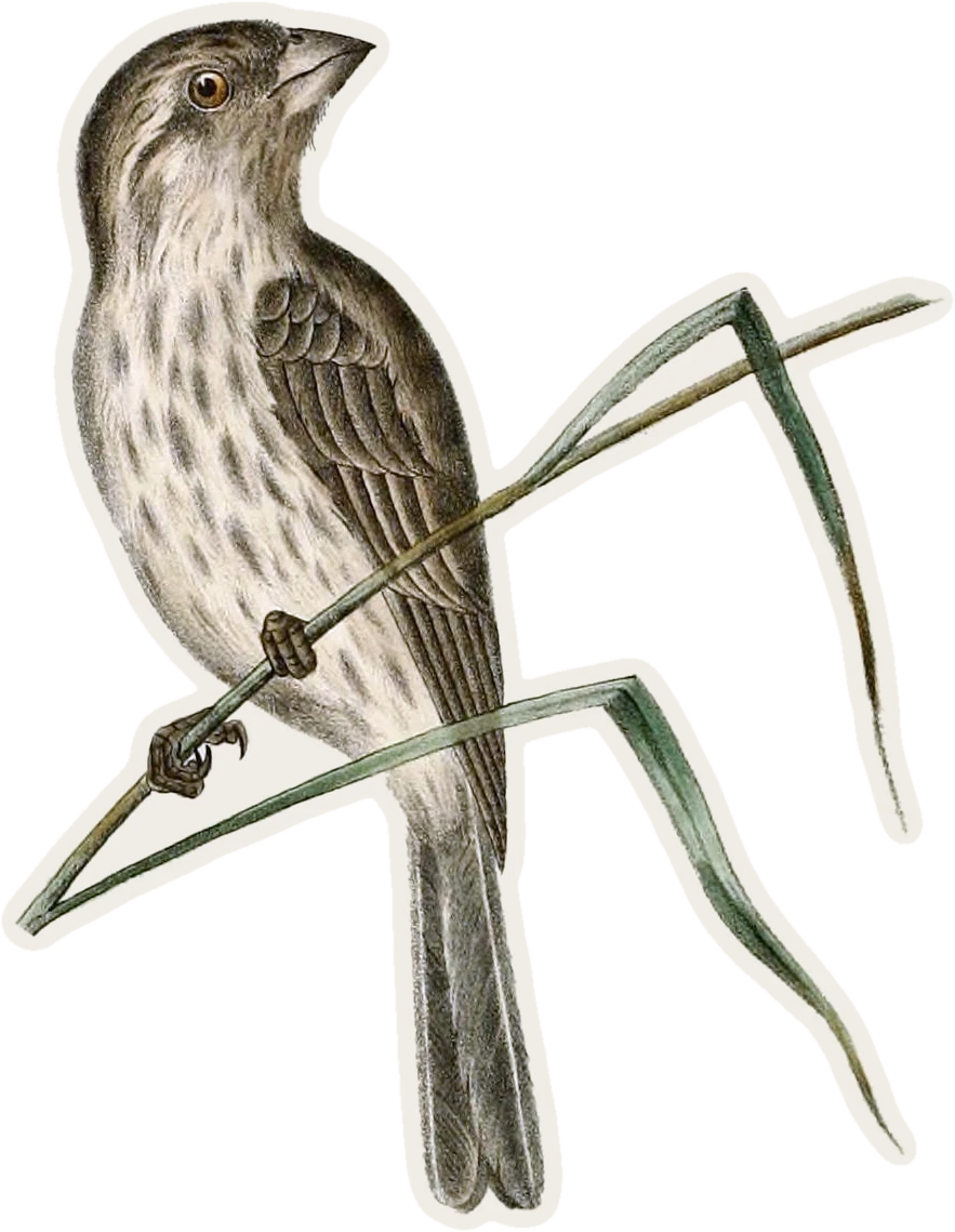 House Finch