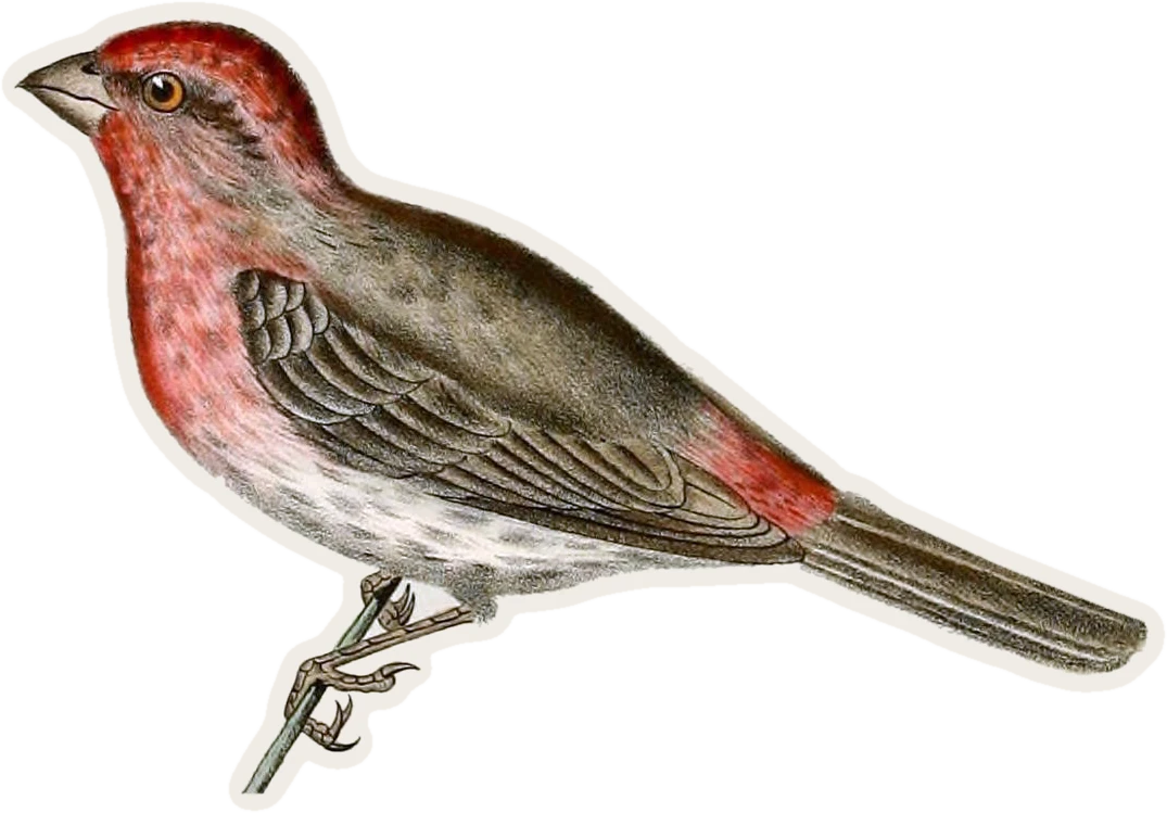House Finch