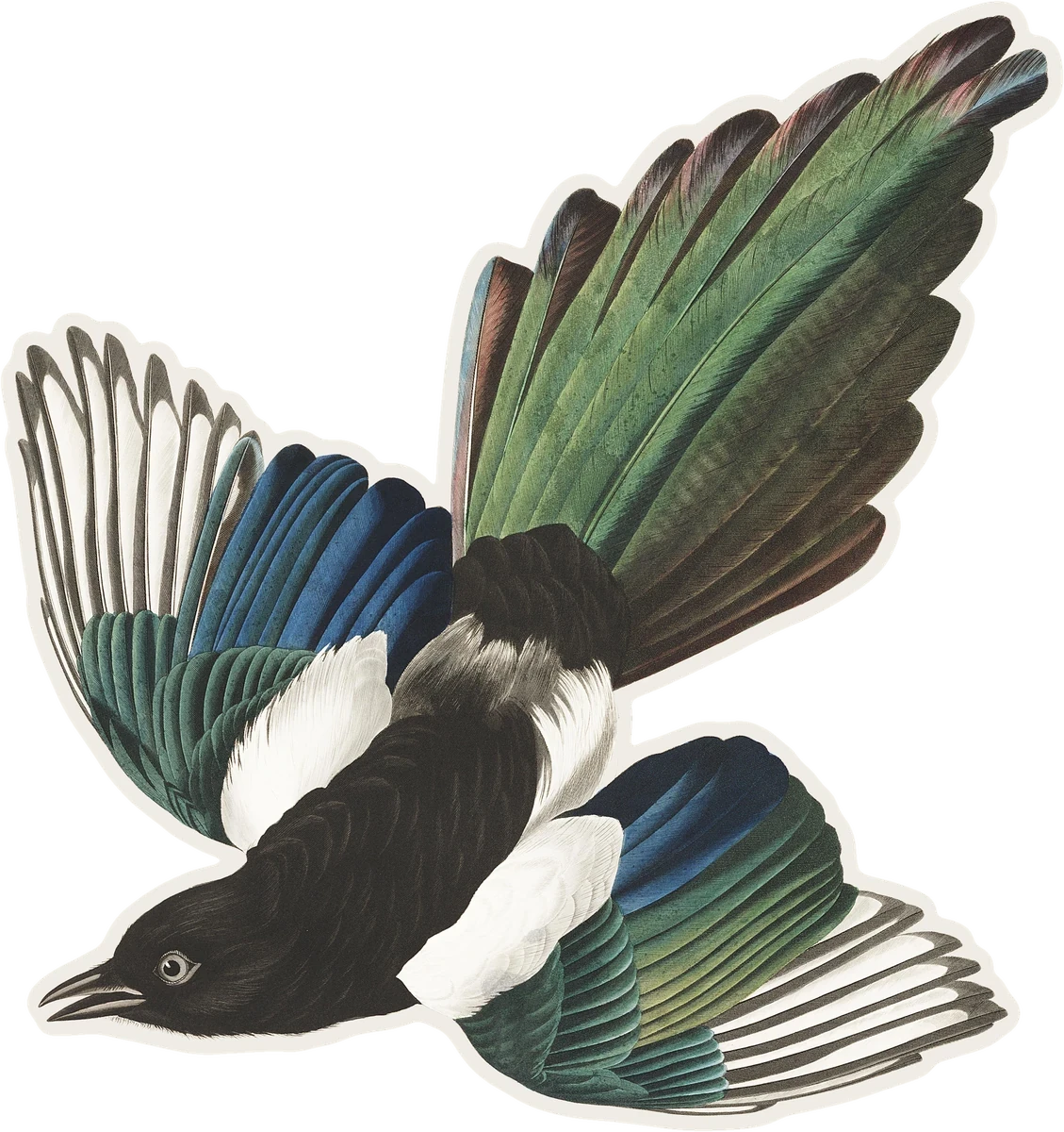 Black-billed Magpie