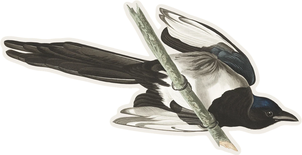 Black-billed Magpie