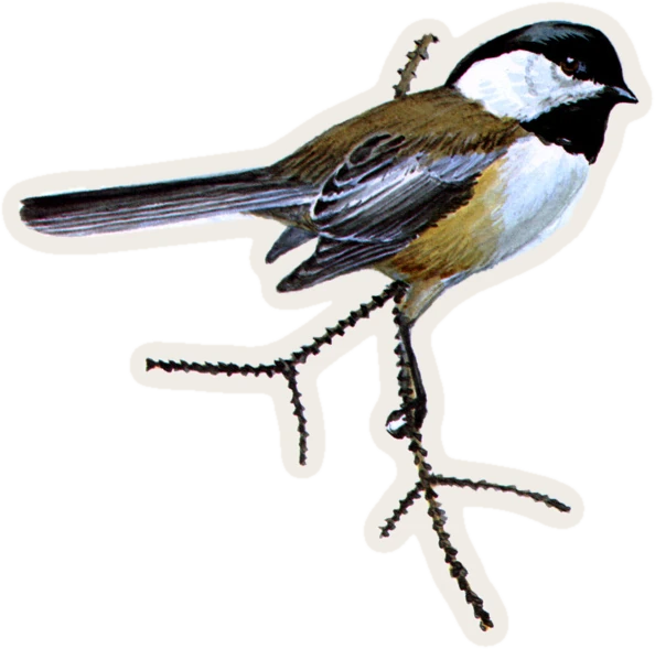 Black-capped Chickadee
