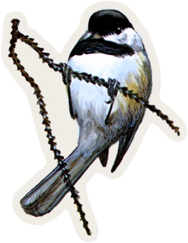 Black-capped Chickadee