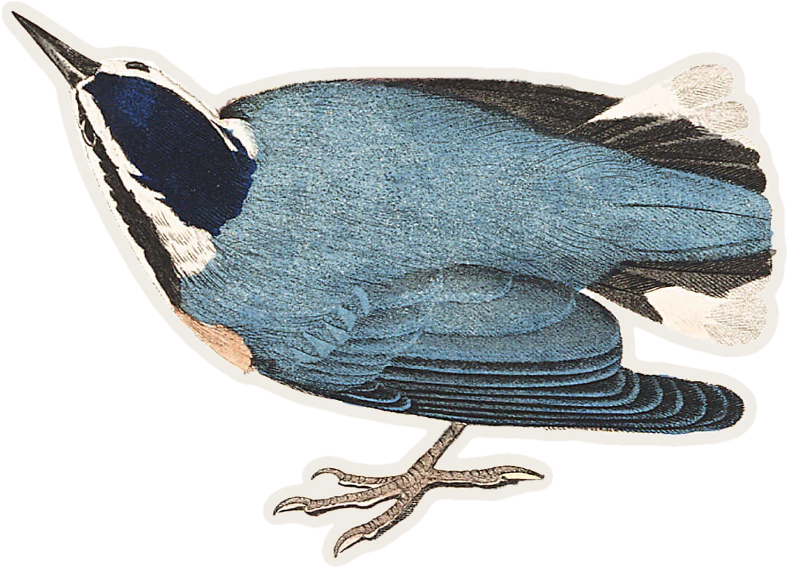 Red-breasted Nuthatch