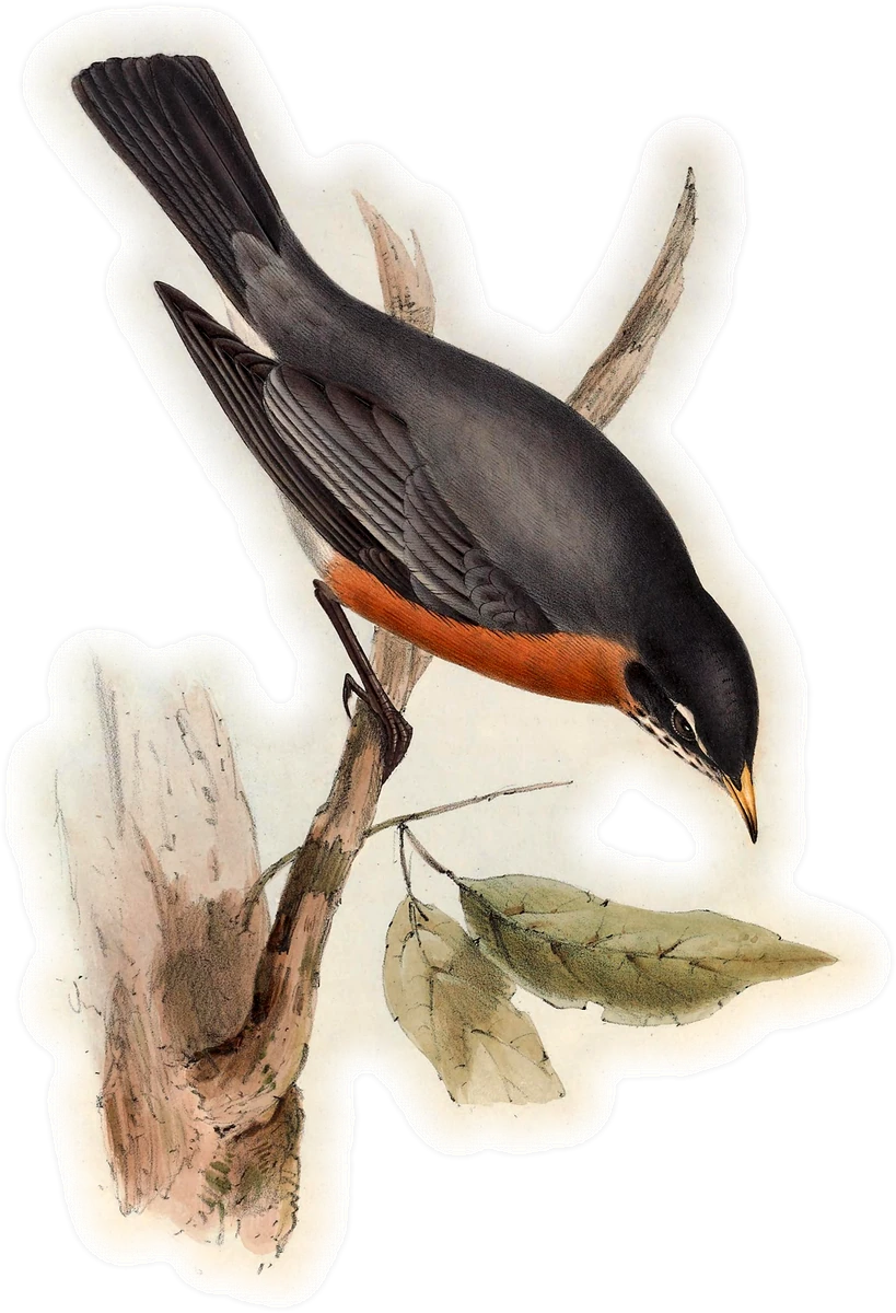 American Robin
